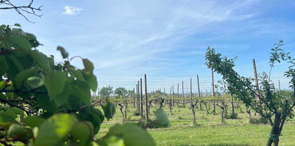 Tenuta Franzona