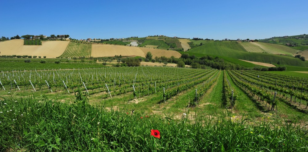 Cordoni Vini
